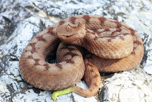 Vipera Ammodytes  (Boynuzlu Engerek)