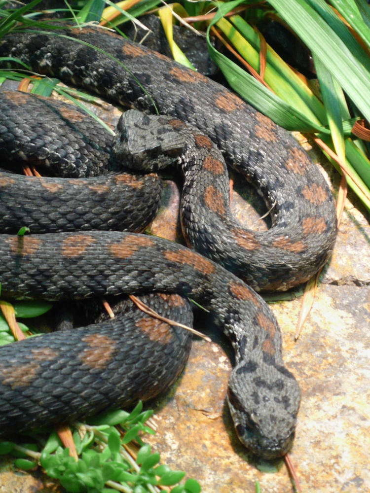 Vipera Raddei  (Ağrı Engereği )