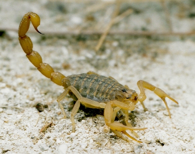 Mesobuthus Eupeus (Doğu Sarı Akrep)