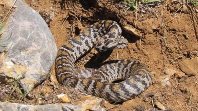 Vipera Wagneri  (Wagner Engereği )