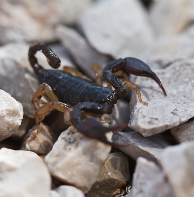 Scorpio  Maurus  (Kalın Kıskaçlı Akrep)